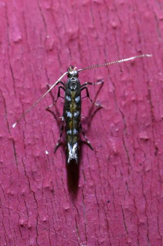 Réf. 346 886 : Parectopa ononidis