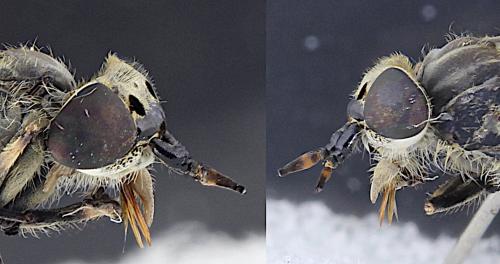 Réf. 346 710 : Haematopota pluvialis