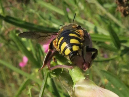Anthidium florentinum
