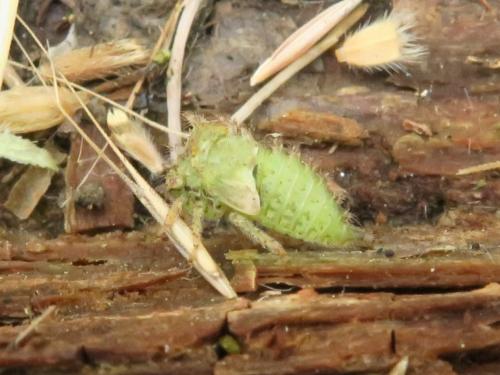 Réf. 346 368 : Stictocephala bisonia