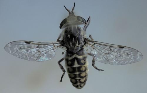 Haematopota bigoti