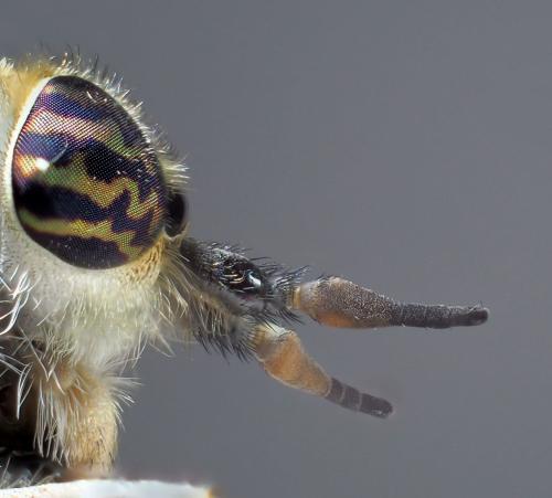 Haematopota bigoti