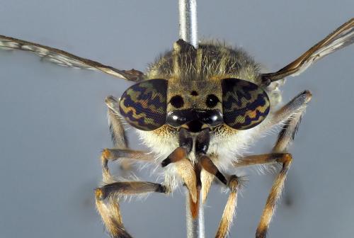 Haematopota bigoti