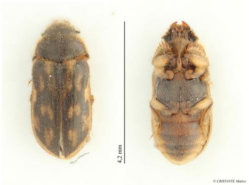 Réf. 346 420 : Heterocerus fenestratus