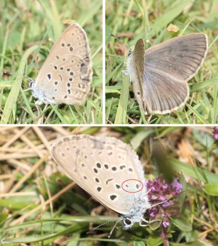 Phengaris sp.