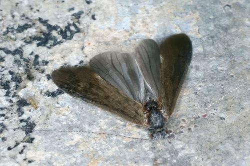 Réf. 346 341 : Ceraclea sp.