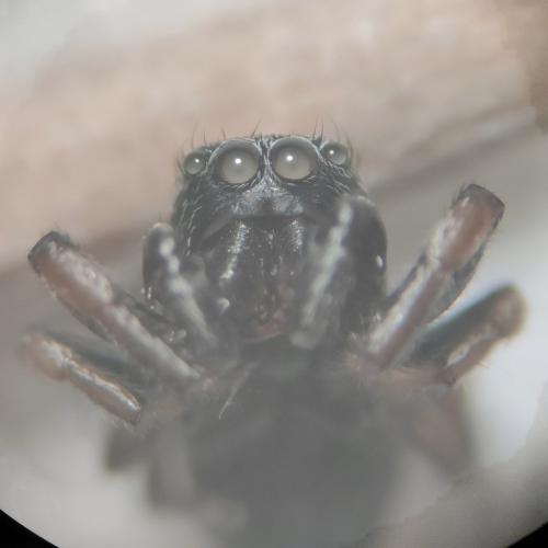 Réf. 346 711 : Chalcoscirtus sp.