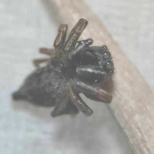 Réf. 346 714 : Chalcoscirtus sp.
