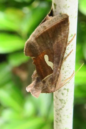 Macdunnoughia confusa