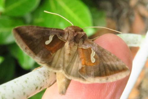 Réf. 346 359 : Macdunnoughia confusa