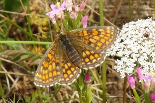 Réf. 346 956 : Melitaea parthenoides