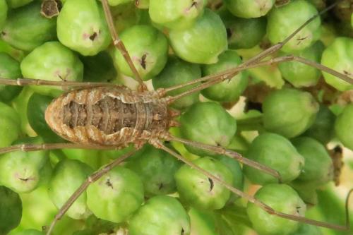 Réf. 346 868 : Phalangium opilio
