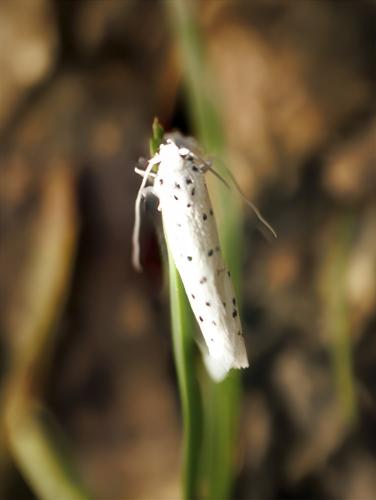 Yponomeuta sp.