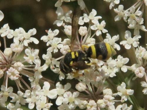 Allodynerus sp.