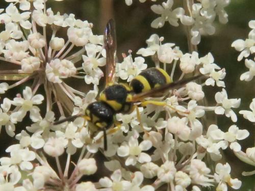 Allodynerus sp.