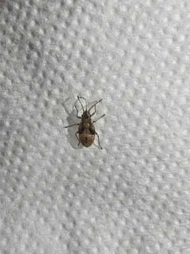 Arocatus sp.