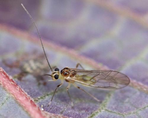 Graphopsocus cruciatus