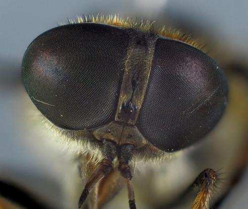 Tabanus maculicornis