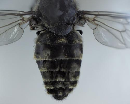 Tabanus maculicornis