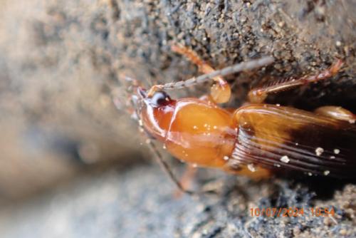 Réf. 346 263 : Stenolophus teutonus