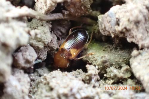 Réf. 346 264 : Stenolophus teutonus