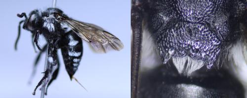 Thyreus orbatus
