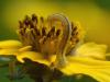 346450 – Photo : Georges Vermelle – France (62)