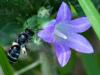 346693 – Photo : Danièle Tixier-Inrep – France (30)