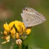 346150 – Photo : Chantal GAULIER – France (88)