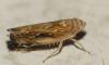 346760 – Photo : Denis Poirier – France (74)
