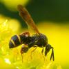 346701 – Photo : Franck Pion – France (78)