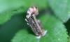 346778 – Photo : Numayta – France (68)