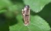346780 – Photo : Numayta – France (68)