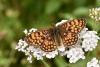 346517 – Photo : Michel Mathieu – France (71)