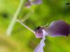 346530 – Photo : Philippe HENRY – France (67)