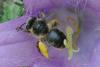 346404 – Photo : Olivier Pouvreau – France (86)