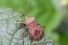 346323 – Photo : Jean-Claude Lablanquie – France (63)