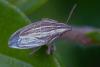 346739 – Photo : Jean-Claude Lablanquie – France (63)