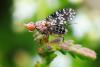 346127 – Photo : Nelly FEINTE – France (60)