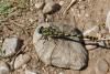 346916 – Photo : Lionel Casset – France (13)