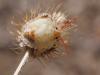 346819 – Photo : BourrinOman – France (83)