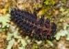 346069 – Photo : Florian ALONSO – France (69)