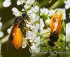 346421 – Photo : Florian ALONSO – France (69)