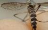 Aedes sp.