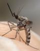 Aedes sp.