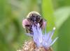 346486 – Photo : Catherine Reymonet-Smitten – France (19)