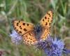 346734 – Photo : Catherine Reymonet-Smitten – France (19)