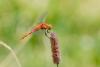 346870 – Photo : Christian Peyron – France (09)