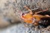 346263 – Photo : vasmer-bermond sébastien – France (74)