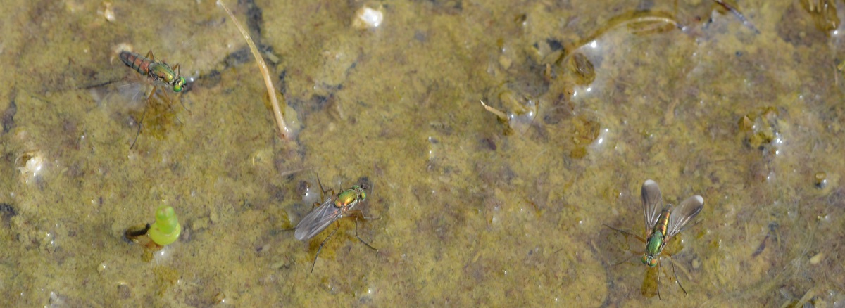 Christian Berquer - Poecilobothrus nobilitatus - réf. 346314 (1200 x 438 pixels, 215 ko)
